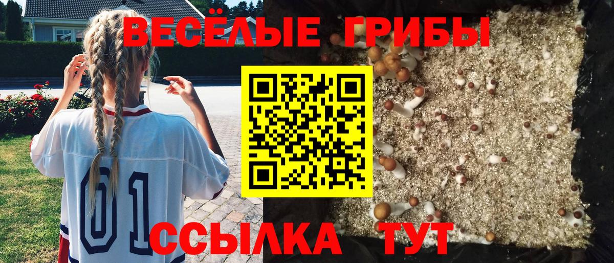 Кимры  Псилоцибиновые грибы Cubensis  Вход с VPN 